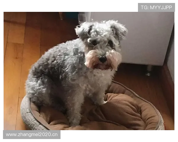 贝林厄姆家冰箱里塞满蛋白粉，连狗粮都是定制低脂的